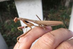 コカマキリ