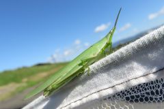 アカハネオンブバッタ