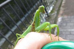 ハラビロカマキリ