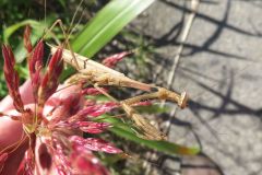 コカマキリ