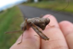 コカマキリ