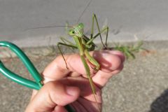 オオカマキリ