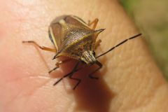 シロヘリクチブトカメムシ