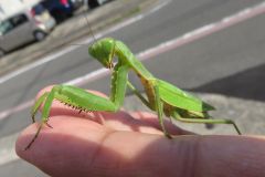 ハラビロカマキリ