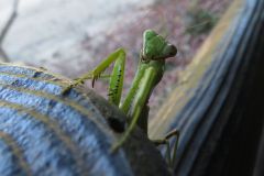 ハラビロカマキリ