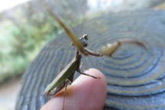 ヒメカマキリ