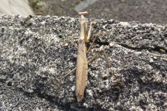 コカマキリ