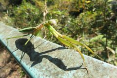 オオカマキリ