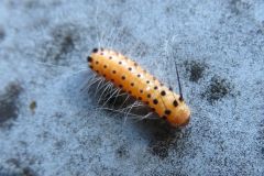 タケノホソクロバの幼虫