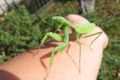 ハラビロカマキリ