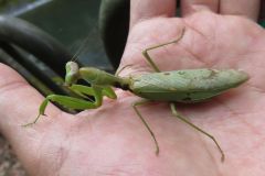 ハラビロカマキリ