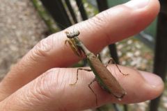 ヒメカマキリ