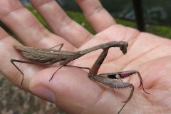 コカマキリ