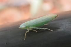 ヨコバイの一種