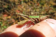 ヒメカマキリ