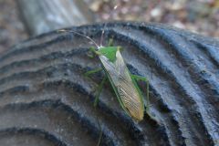 オオクモヘリカメムシ