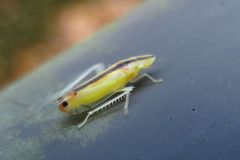 クロスジホソサジヨコバイ