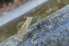 ミナミトゲヘリカメムシ