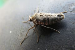 ウスバフユシャク?