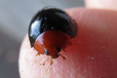 ムネアカオオクロテントウ