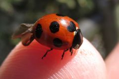 ナナホシテントウ