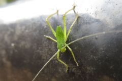 クダマキモドキの幼虫