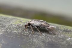 ツノブトホタルモドキ