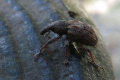 アカコブコブゾウムシ