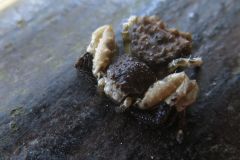 カトウツケオグモ