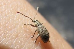 ケブカクチブトゾウムシ