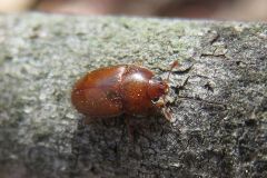 マメヒラタケシキスイ