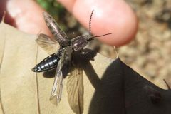シモフリコメツキ