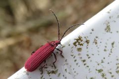 ヒシベニボタル
