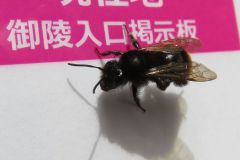 コマルハナバチ