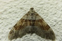 チャオビコバネナミシャク