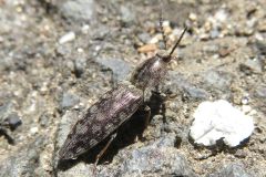 シモフリコメツキ