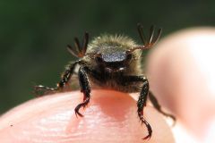 ウスチャコガネ