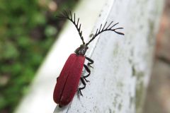 カクムネベニボタル