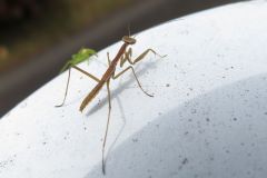 カマキリの幼虫