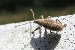カシワクチブトゾウムシ
