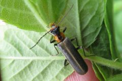 クビアカジョウカイ