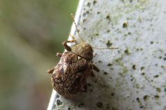 マダラアラゲサルハムシ