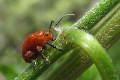 オオアカマルノミハムシ