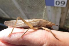 シブイロカヤキリ