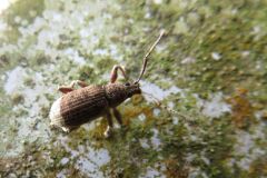 クチブトゾウムシの一種