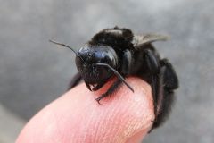 タイワンタケクマバチ