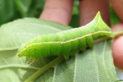 シマカラスヨトウの幼虫