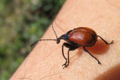 アシナガオトシブミ