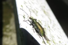 ケブカトゲアシクチブトゾウムシ