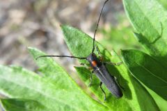 キクスイカミキリ